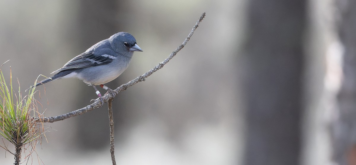 Gran Canaria Blue Chaffinch - ML617464598