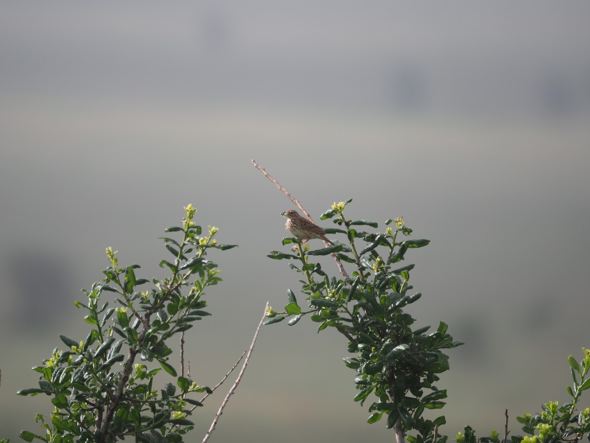 Bush Pipit - ML617464608