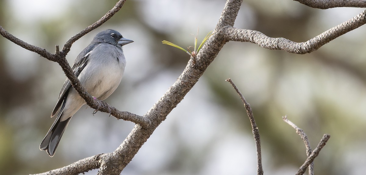 Gran Canaria Blue Chaffinch - ML617464612