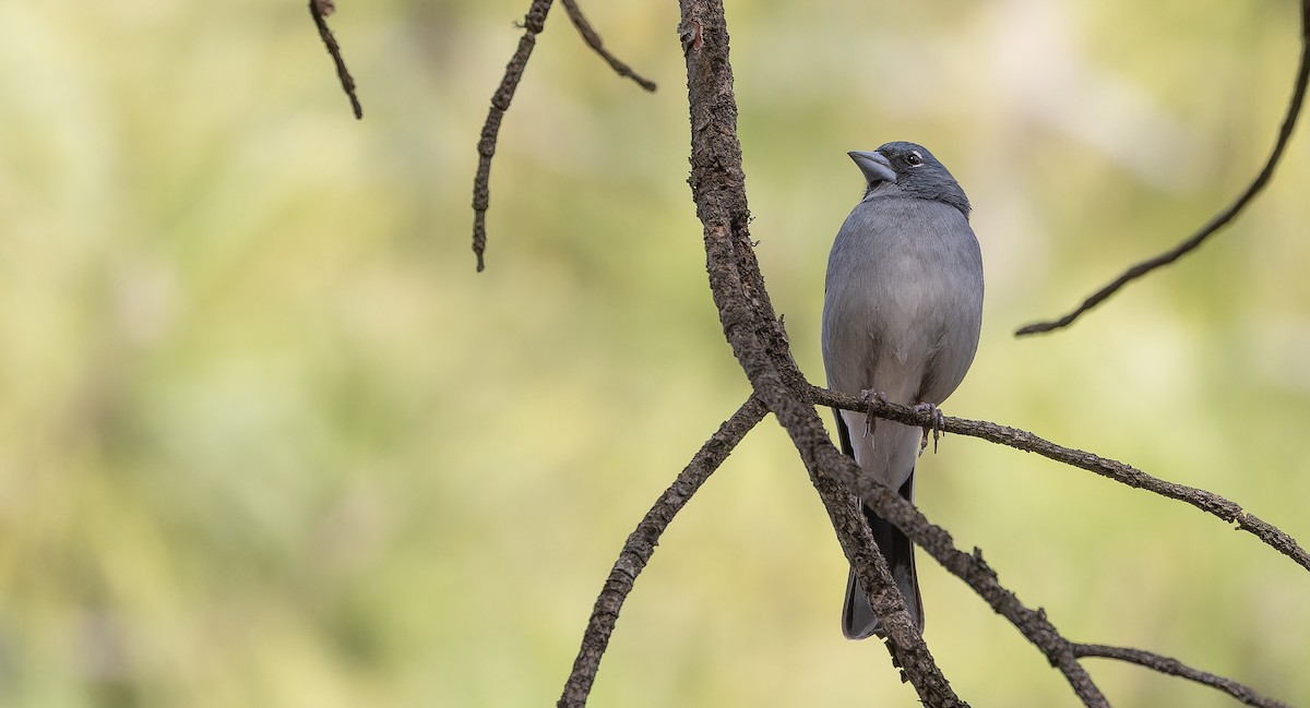 Gran Canaria Blue Chaffinch - ML617464621