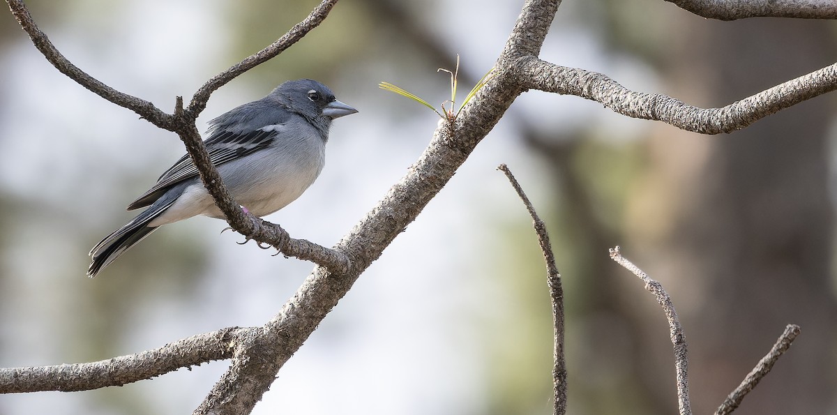 Gran Canaria Blue Chaffinch - ML617464625