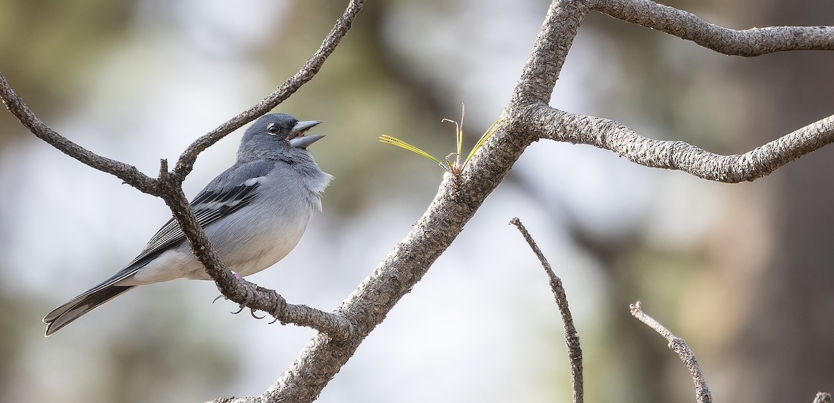 Gran Canaria Blue Chaffinch - ML617464629