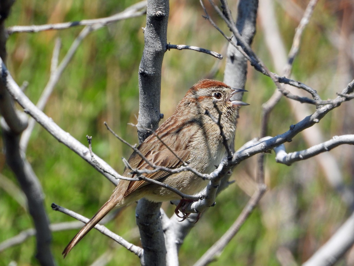 Rufous-crowned Sparrow - ML617464641