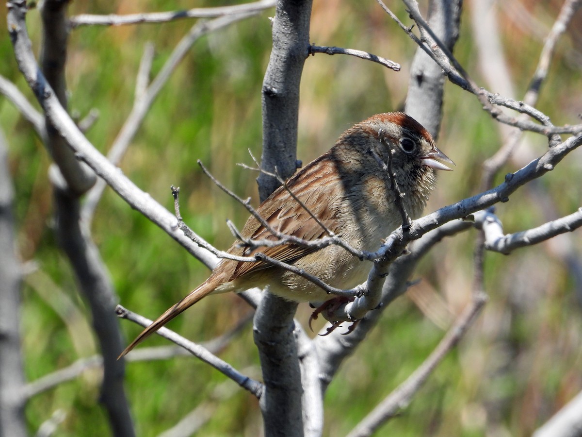 Rufous-crowned Sparrow - ML617464648