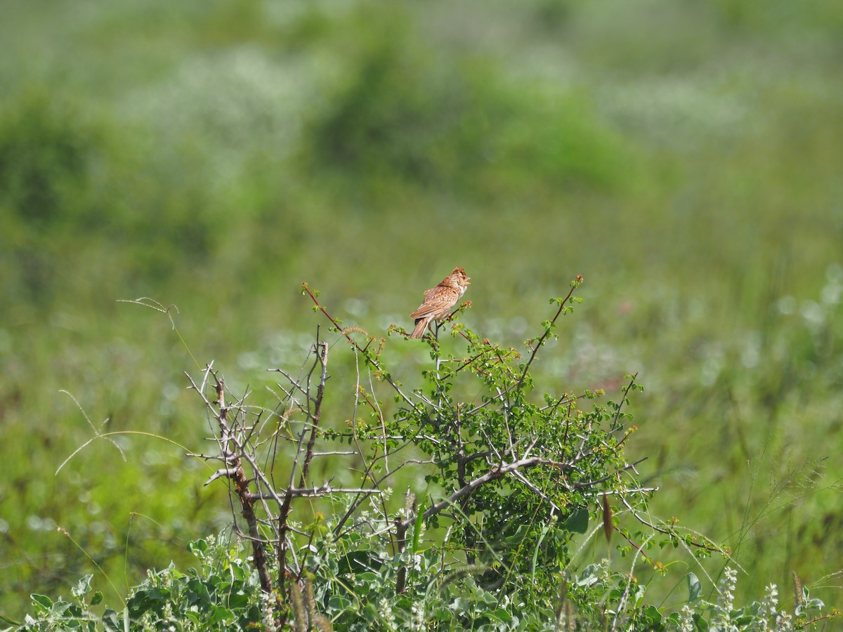 Friedmann's Lark - ML617464650