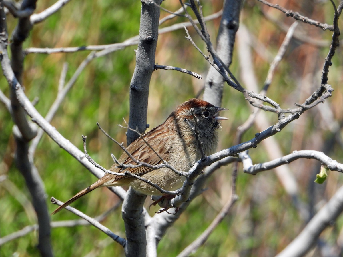 Rufous-crowned Sparrow - ML617464663