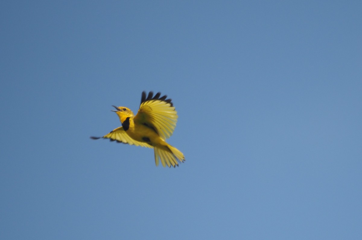 Golden Pipit - ML617464665