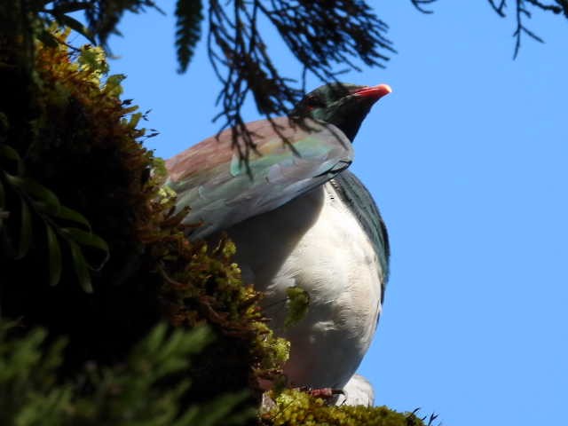 New Zealand Pigeon - ML617464688