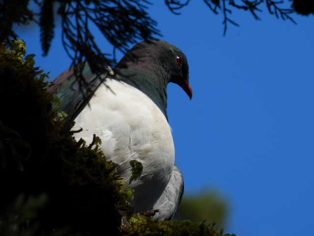 New Zealand Pigeon - ML617464690