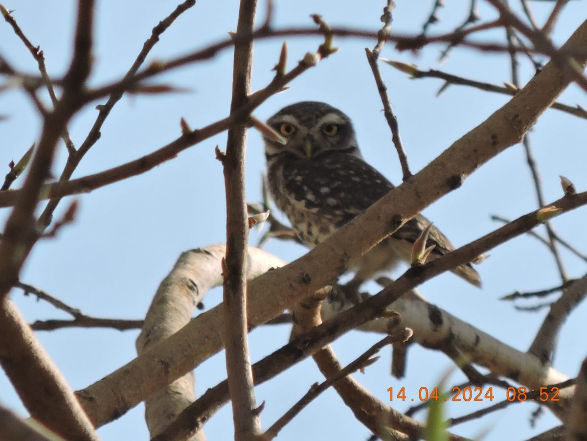 Spotted Owlet - ML617464726