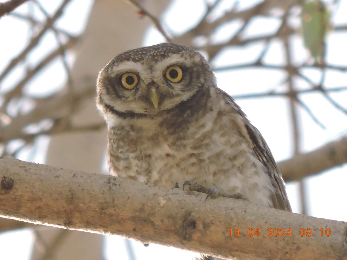Spotted Owlet - ML617464727