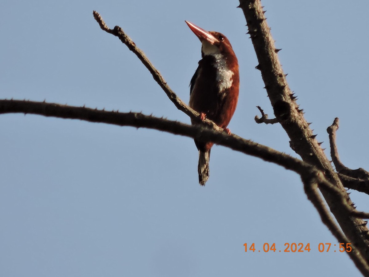 White-throated Kingfisher - Satish Tapaswi