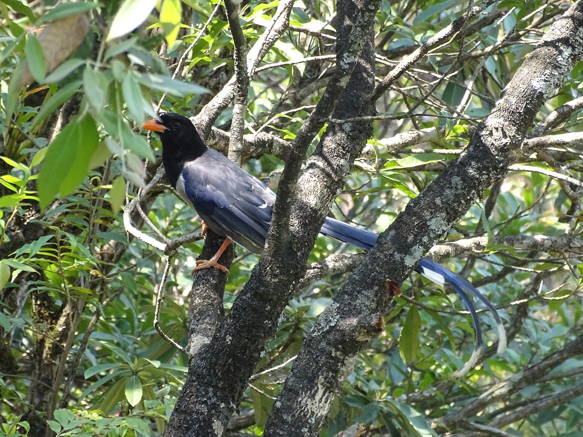 Red-billed Blue-Magpie - ML617464746