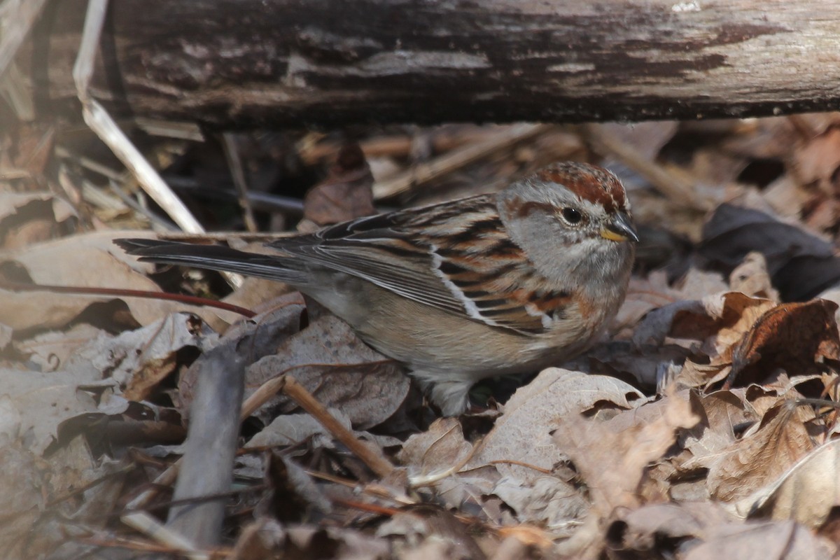 American Tree Sparrow - Lee Adams