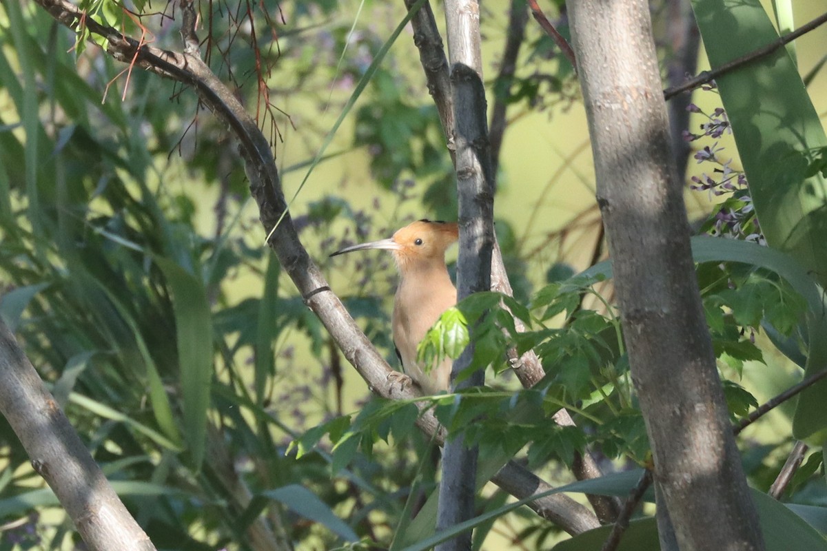 Common Hoopoe - ML617464784