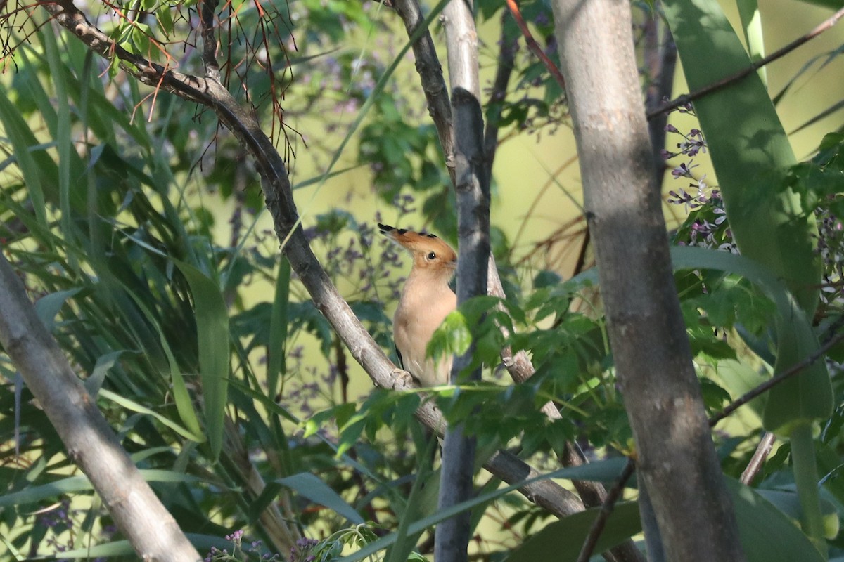 Common Hoopoe - ML617464785