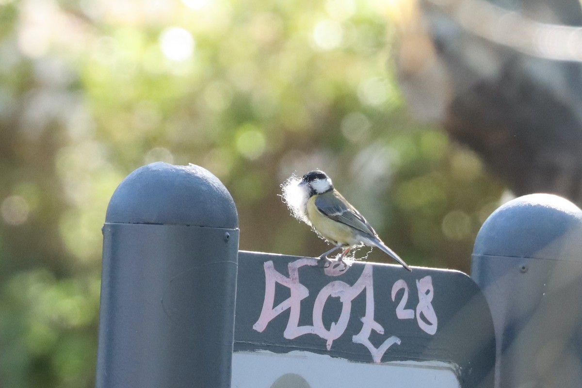 Great Tit - ML617464790