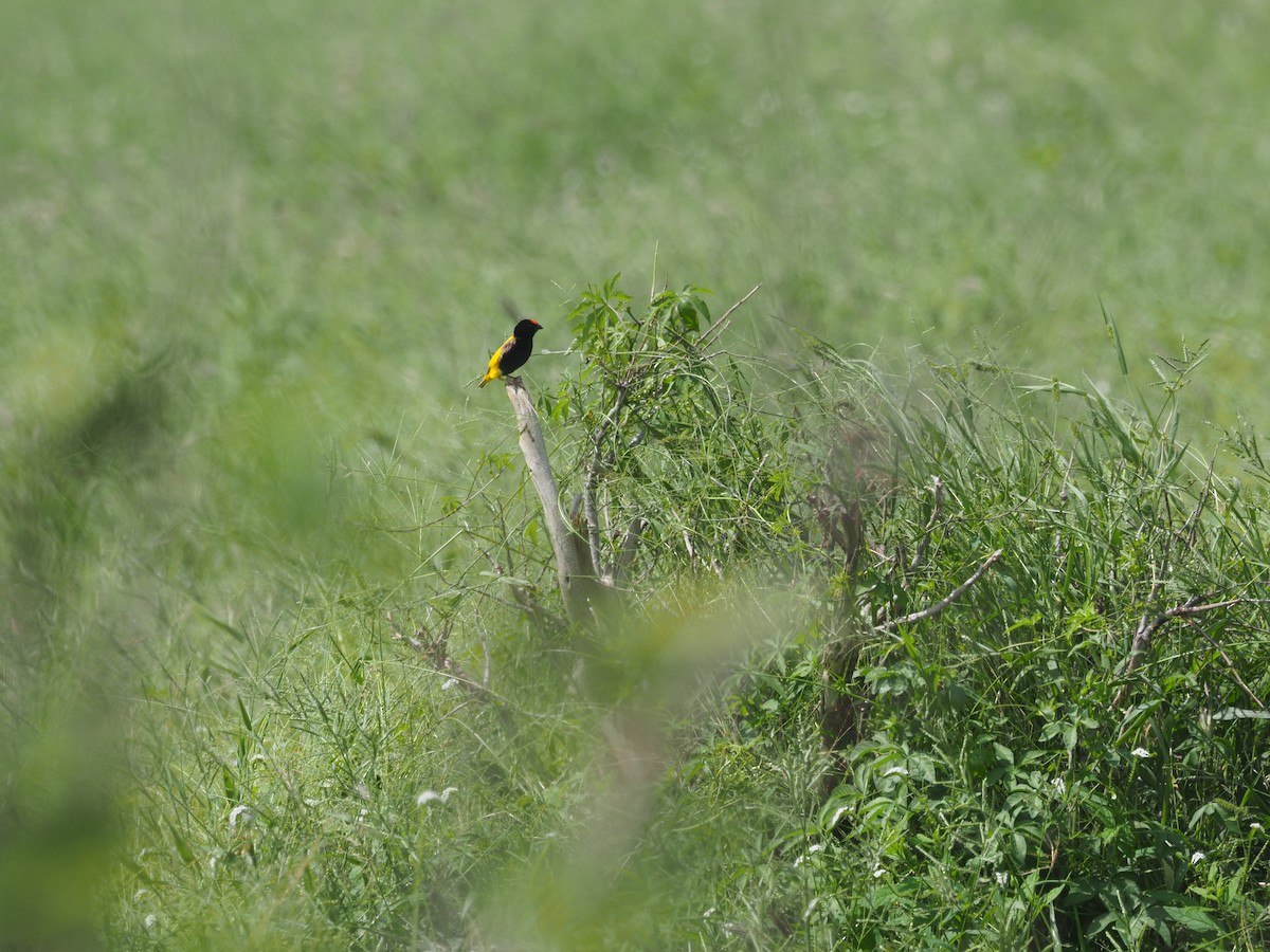 Fire-fronted Bishop - Adrian Hinkle