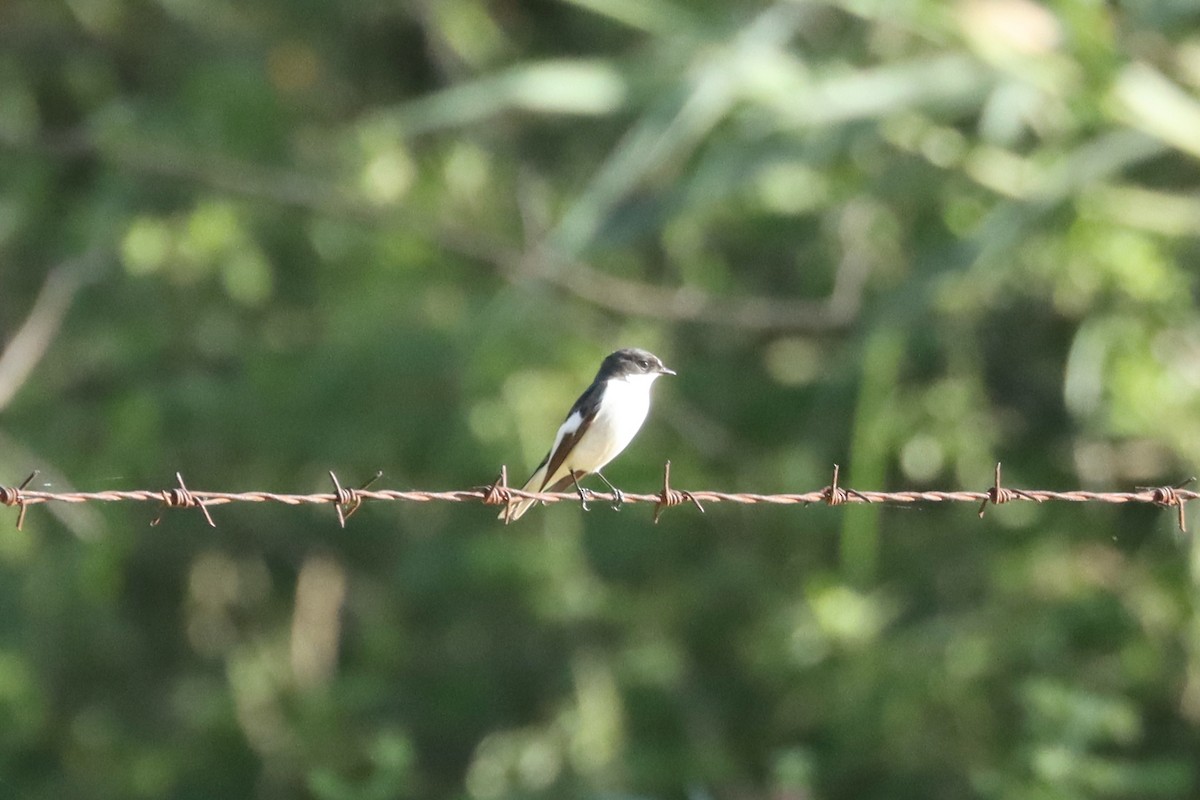 European Pied Flycatcher - ML617464819