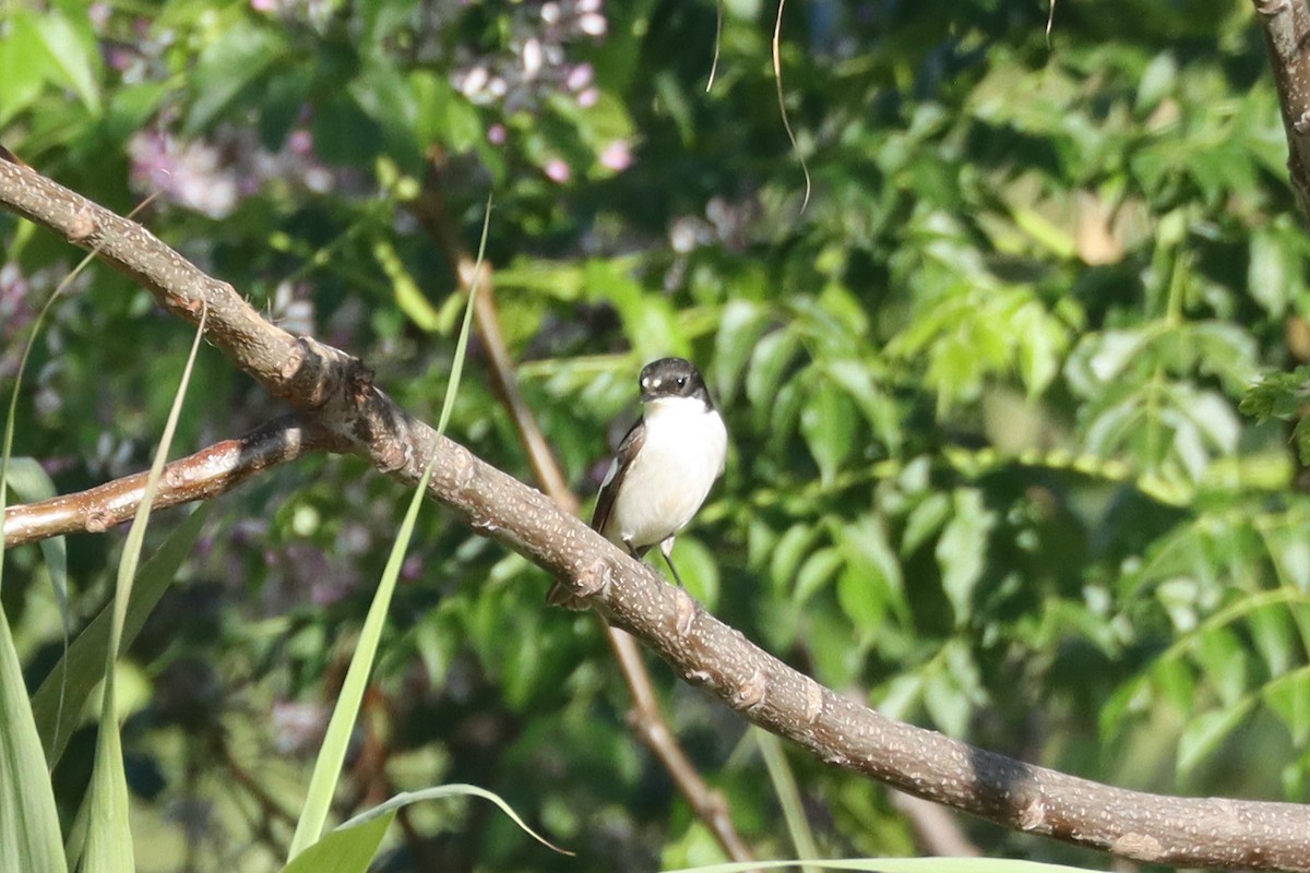 European Pied Flycatcher - ML617464820