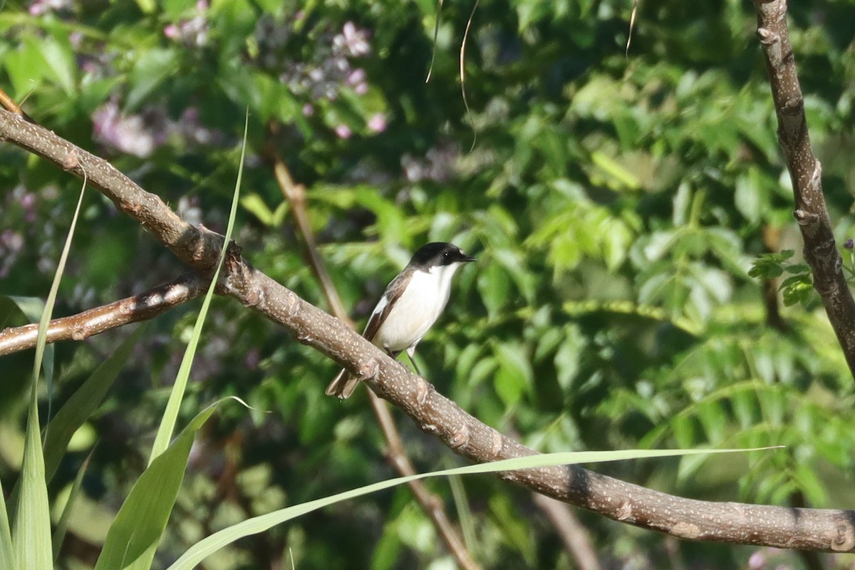 lejsek černohlavý - ML617464821