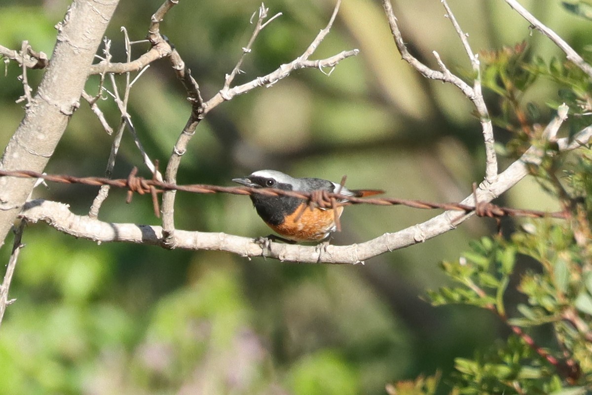 Эгэл гал сүүлт - ML617464855