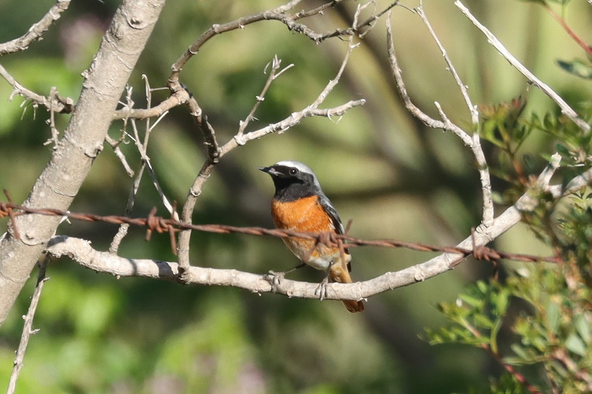 Эгэл гал сүүлт - ML617464856