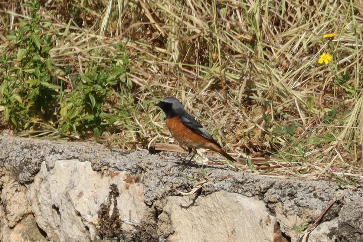 Эгэл гал сүүлт - ML617464858