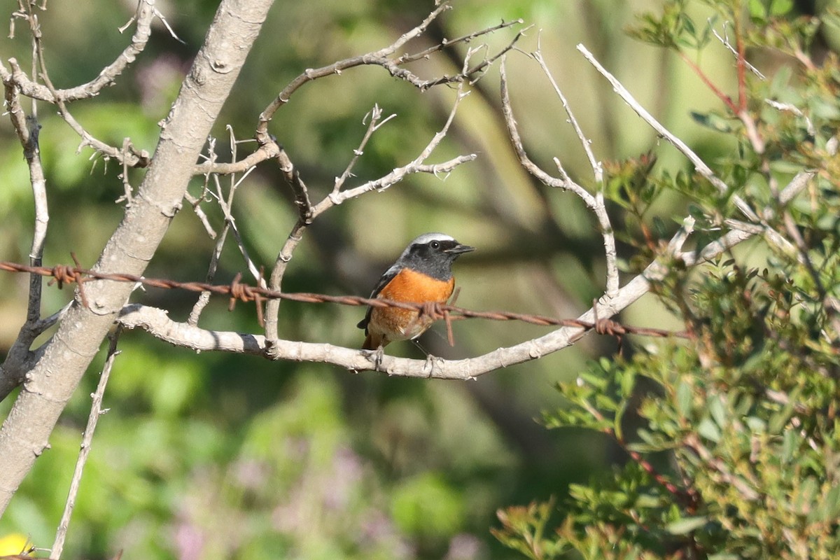 Common Redstart - ML617464859