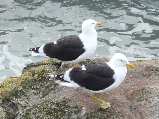 Kelp Gull - Stew Stewart