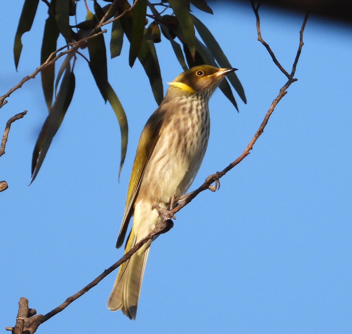Yellow-plumed Honeyeater - ML617464890