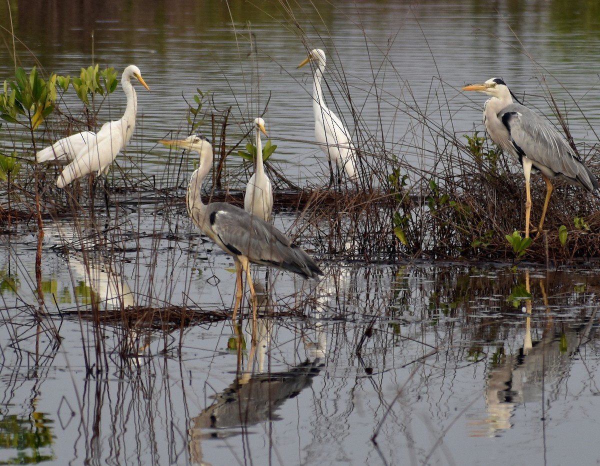 Gray Heron - Anonymous