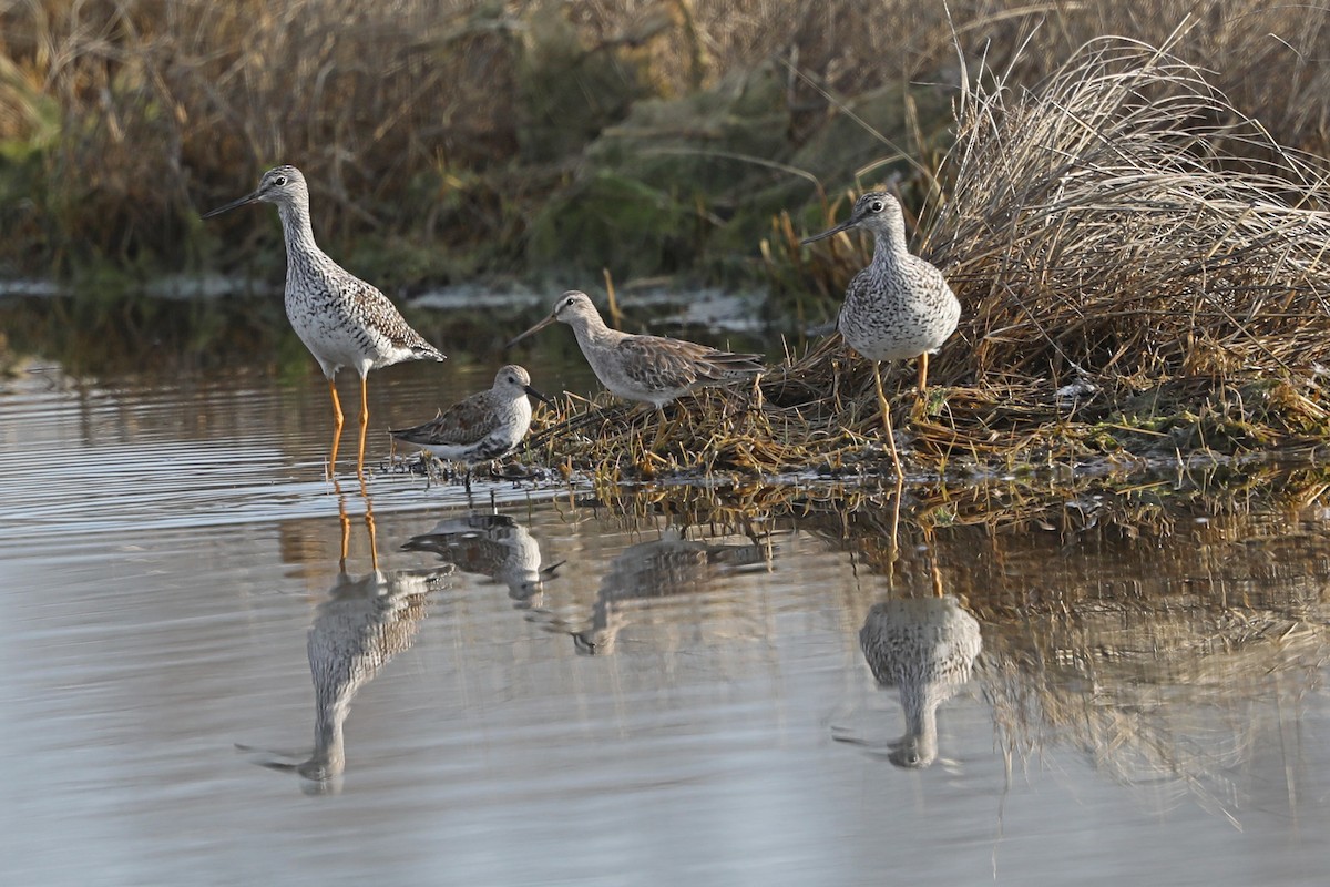 Short-billed Dowitcher - Julie Blue