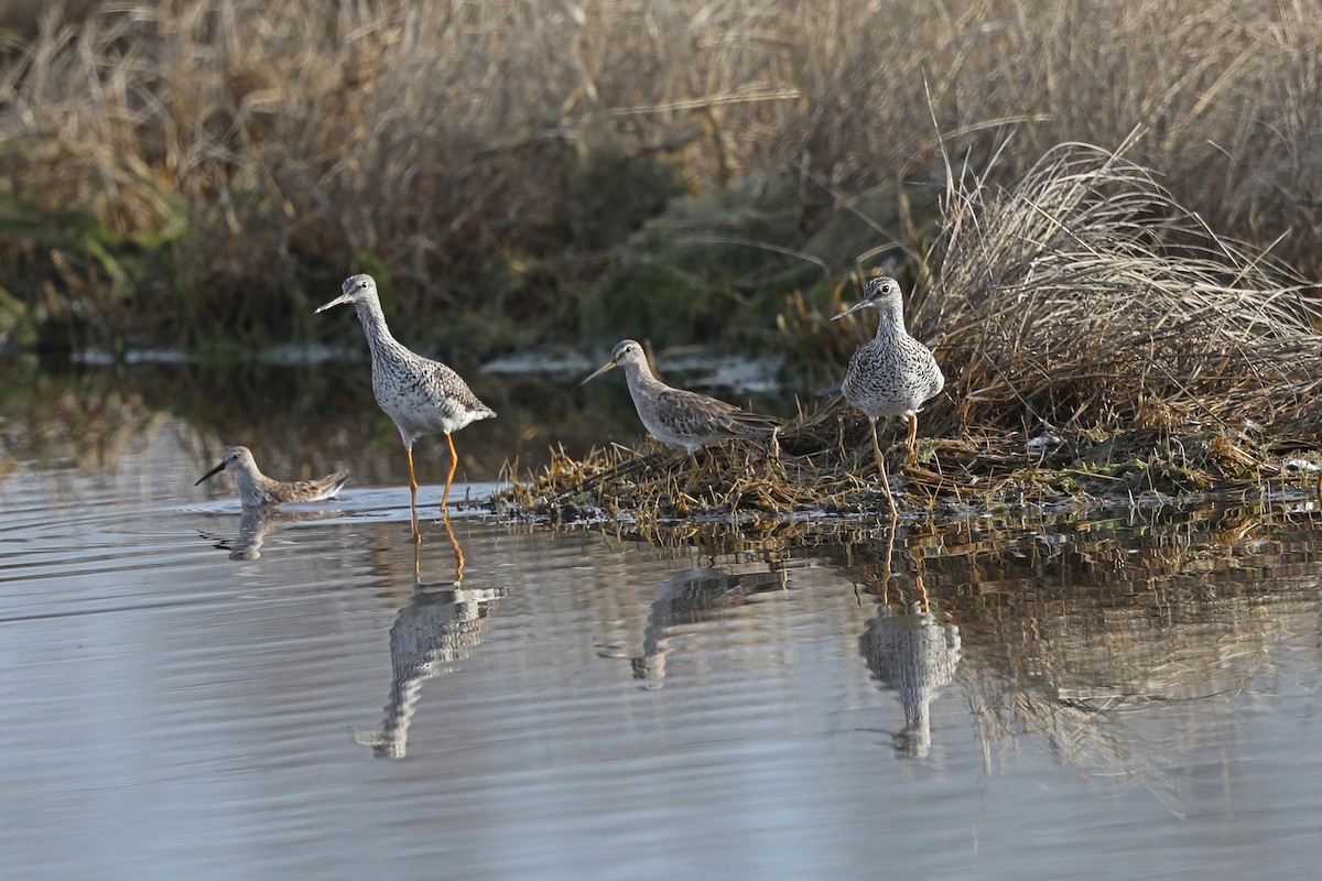 Short-billed Dowitcher - ML617464957