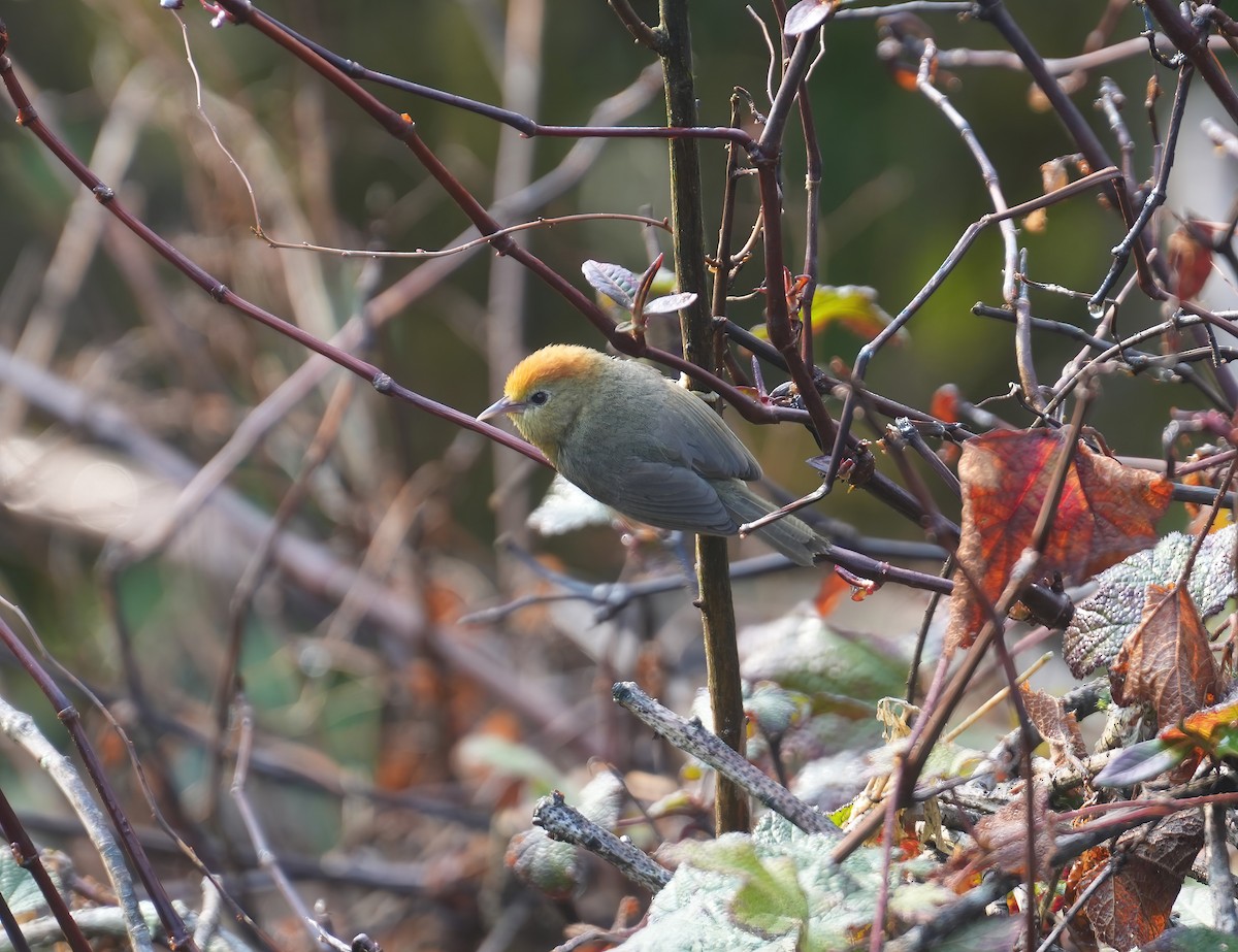 Rufous-capped Babbler - ML617464958