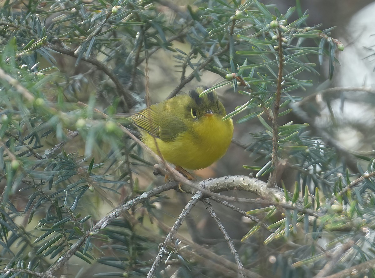 Whistler's Warbler - ML617464959