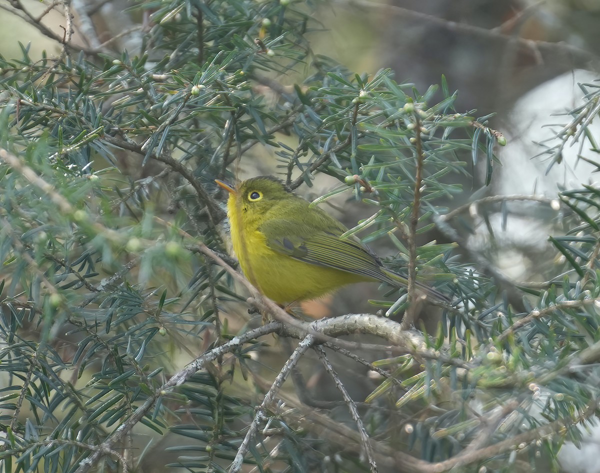 Mosquitero de Whistler - ML617464960