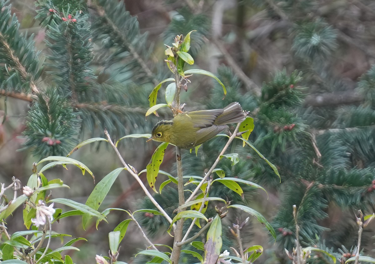 Whistler's Warbler - ML617464980