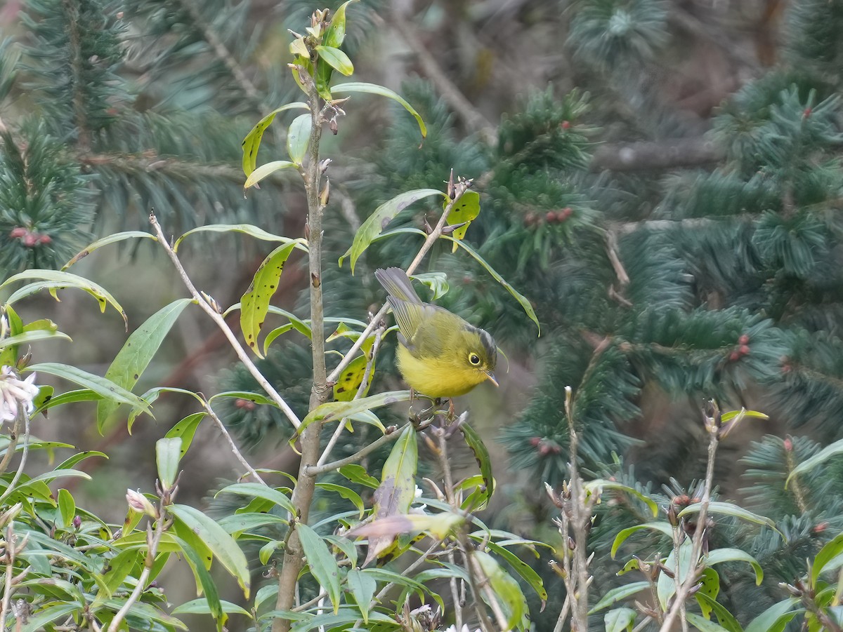 Whistler's Warbler - ML617464981