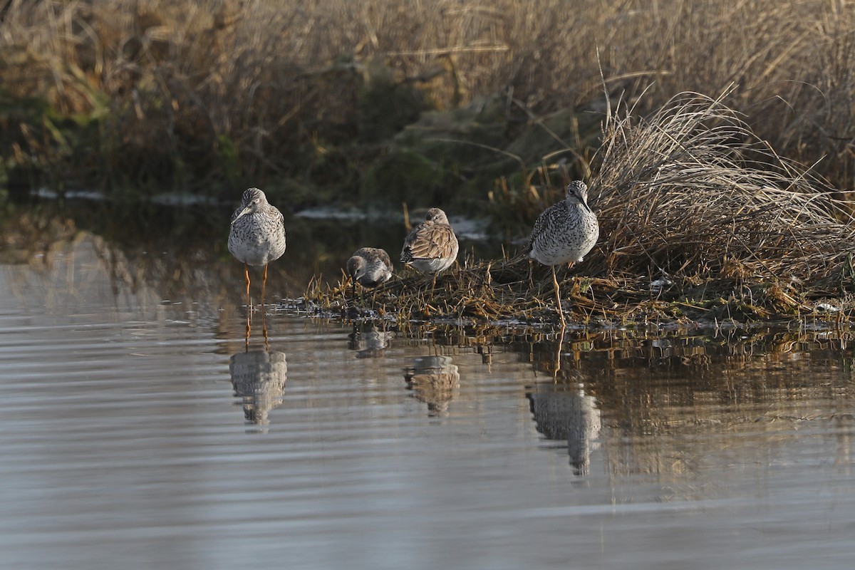 Short-billed Dowitcher - ML617464986