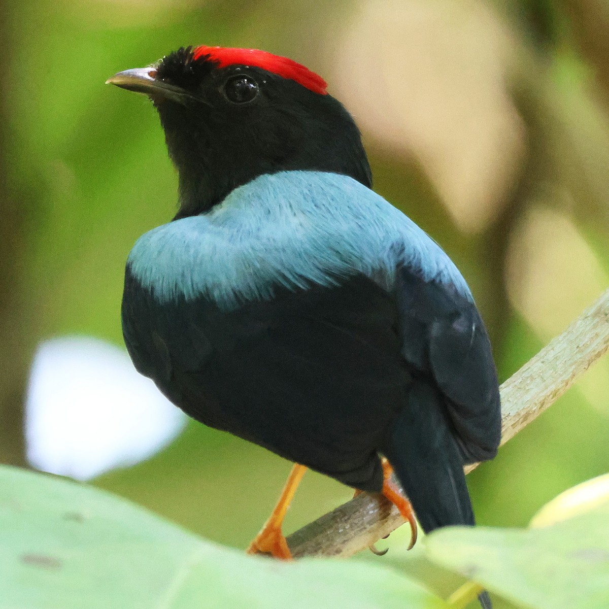 Lance-tailed Manakin - ML617465006