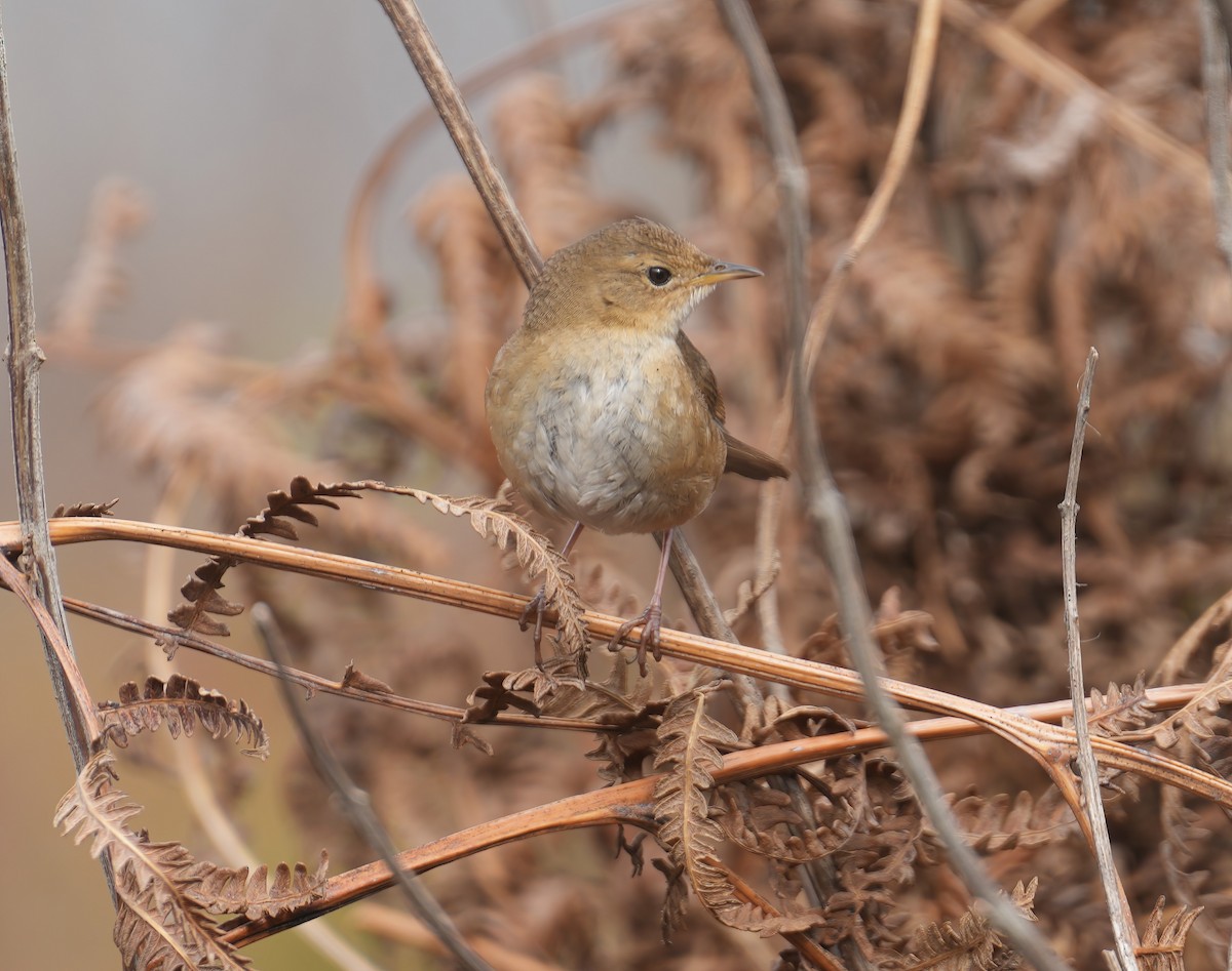 Brown Bush Warbler - ML617465016