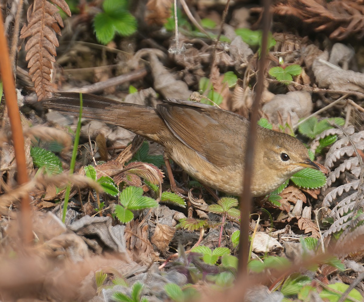 Brown Bush Warbler - ML617465018