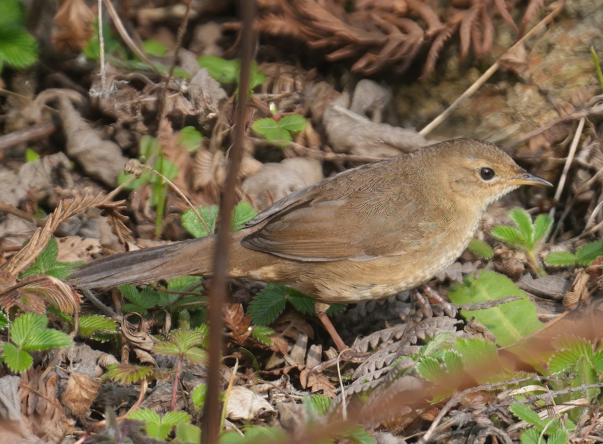 Brown Bush Warbler - ML617465019