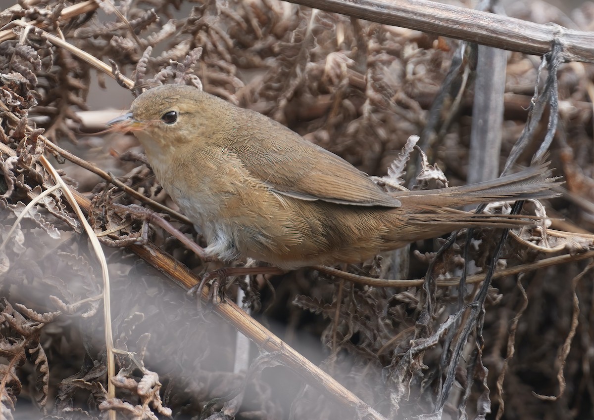 Brown Bush Warbler - ML617465020