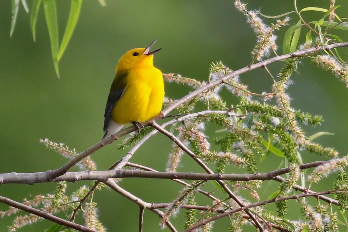 Prothonotary Warbler - ML617465068