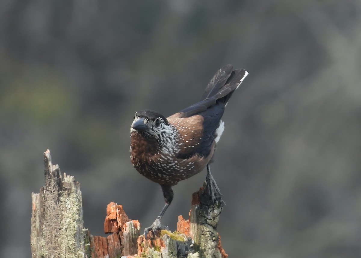 Eurasian Nutcracker - Sudip Simha