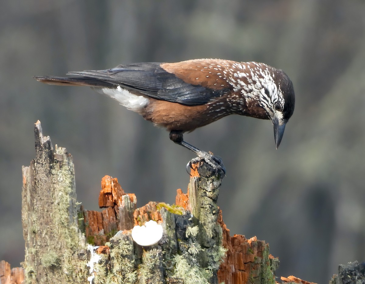 Eurasian Nutcracker - Sudip Simha