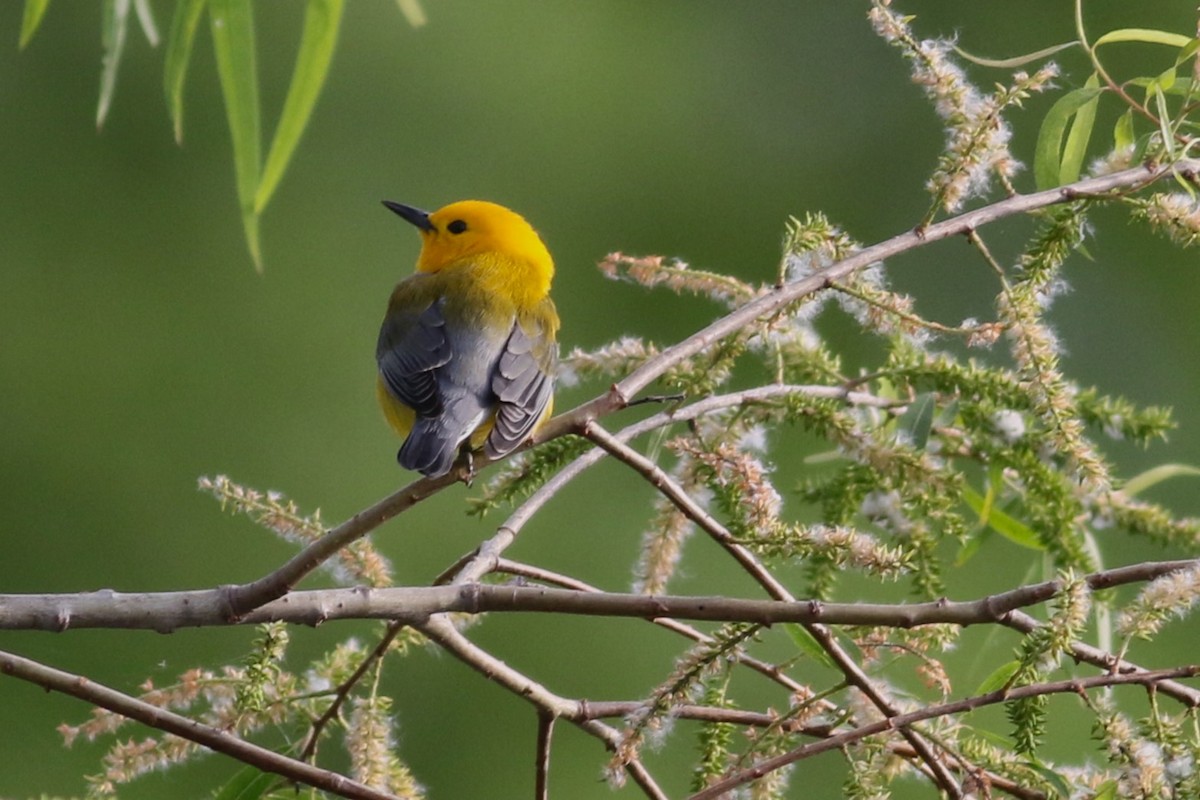 Prothonotary Warbler - ML617465072