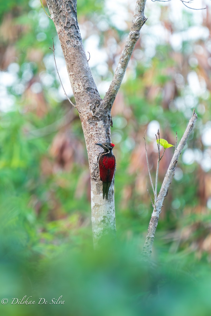 Red-backed Flameback - Dilshan De Silva